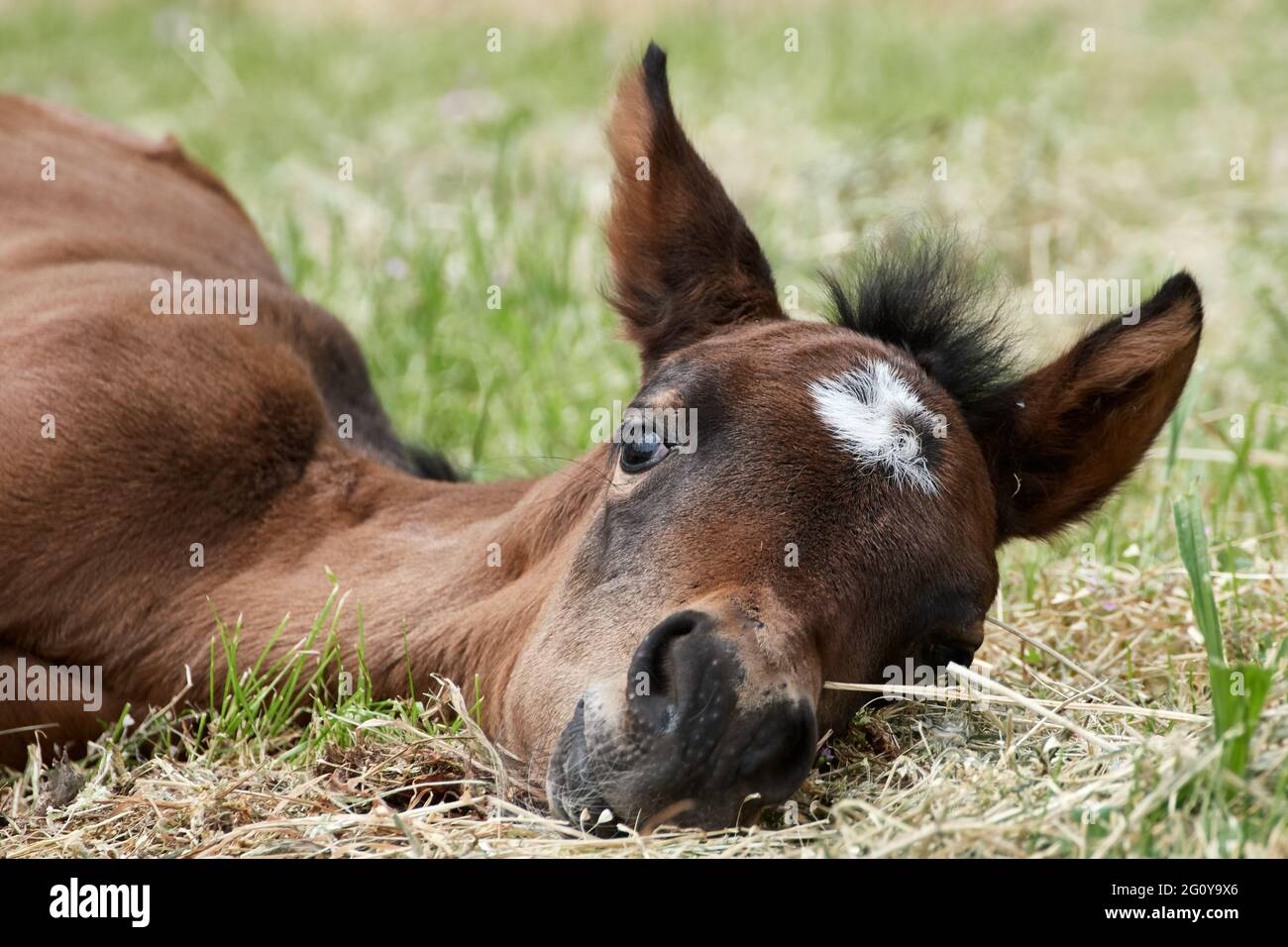 Das neugeborene Fohlen liegt auf der Weide. Nahaufnahme eines braunen Pferdes, das sich auf dem Feld entspannt Stockfoto