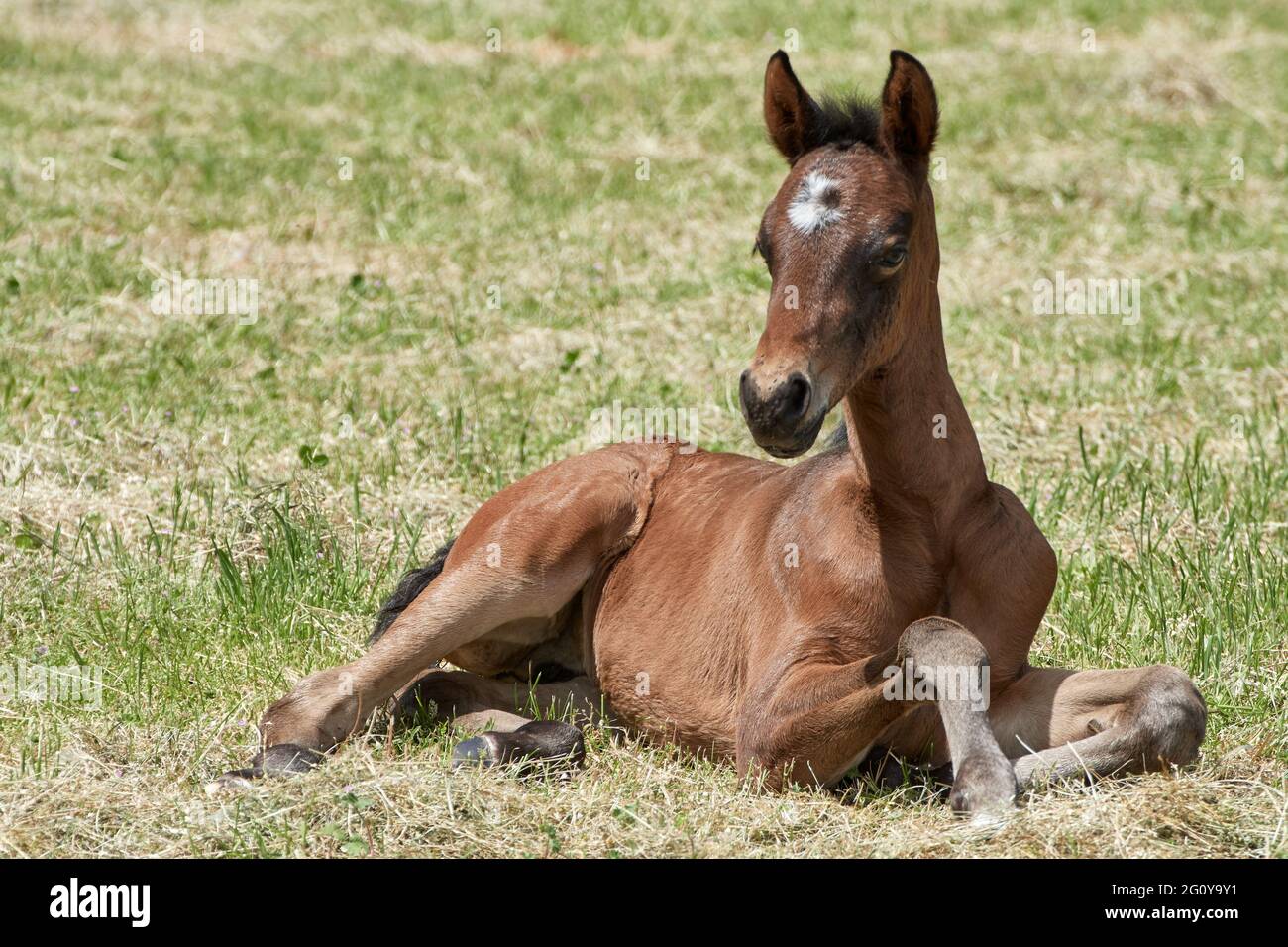 Niedliches neugeborenes Stutfohlen, das auf der Weide liegt, braunes Baby Pferd, das sich im Freien entspannt. Stockfoto