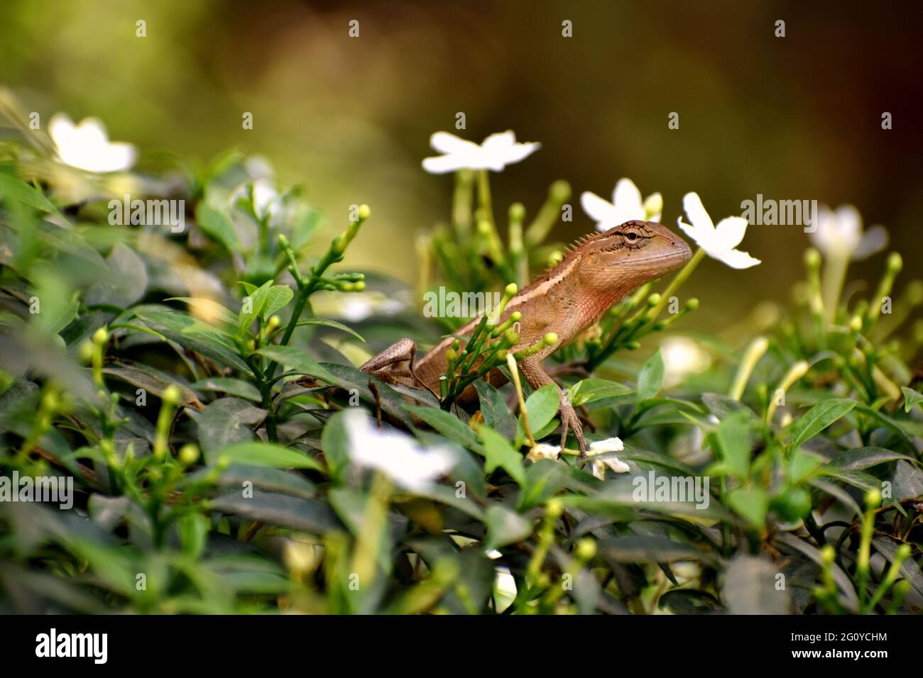 Gemeinsame Garteneidechse Stockfoto