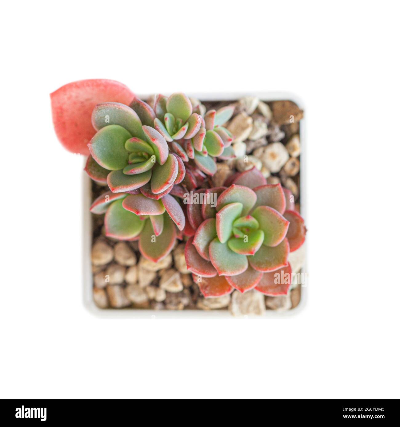 Seltene echeveria Edle Sukulente auf Weiß, Draufsicht Stockfoto