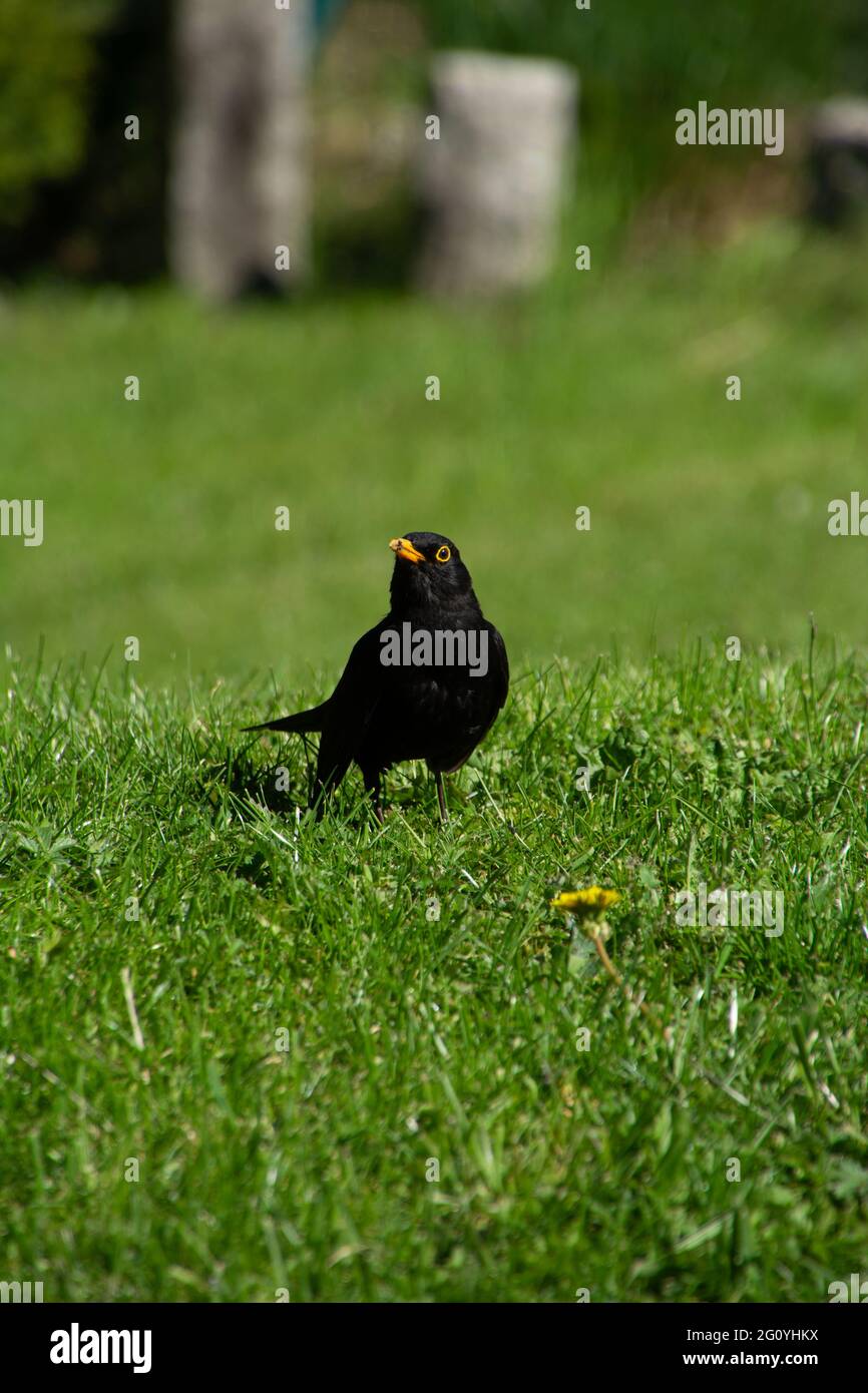 Gemeiner Amsel Männchen in der grünen Wiese mit gelben schmutzigen Schnabel Stockfoto