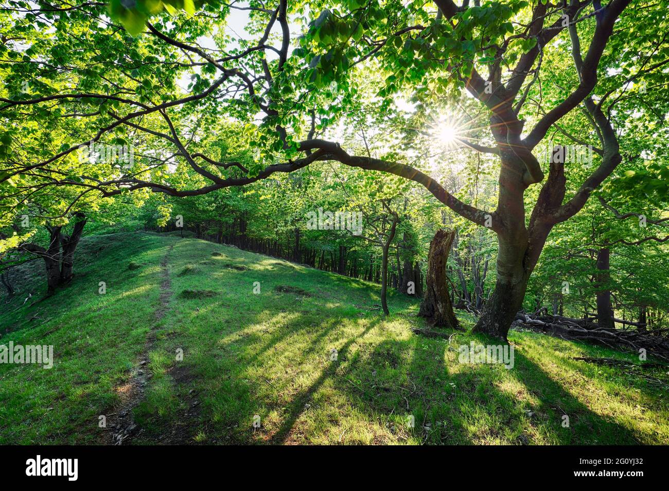 Schönen Wald im Frühling mit hellen Sonne scheint durch die Bäume Stockfoto