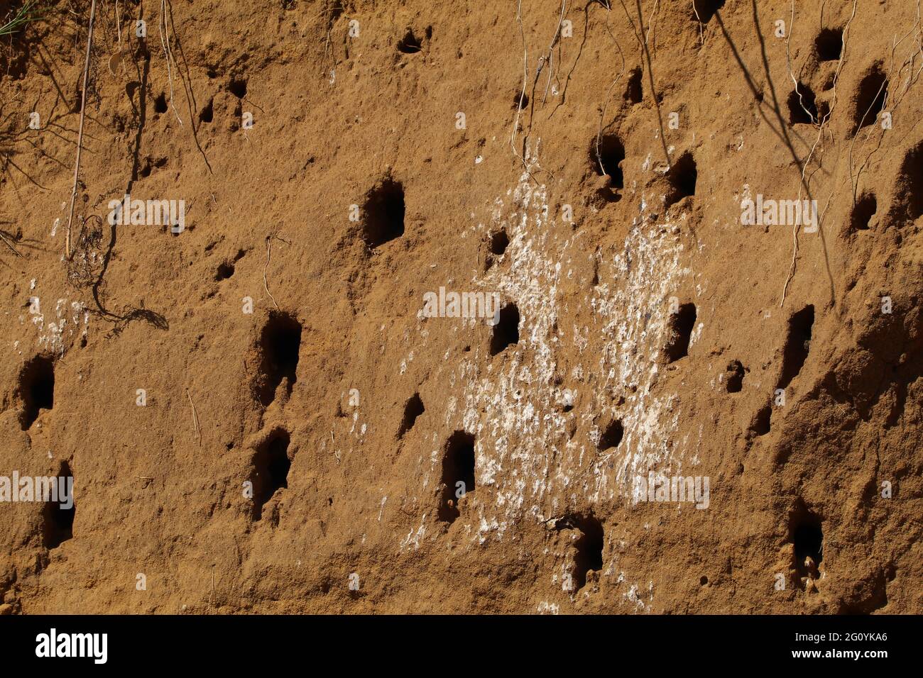 Die Bienenfresser mit weißer Fassade nisten in einer Erdmauer. Stockfoto
