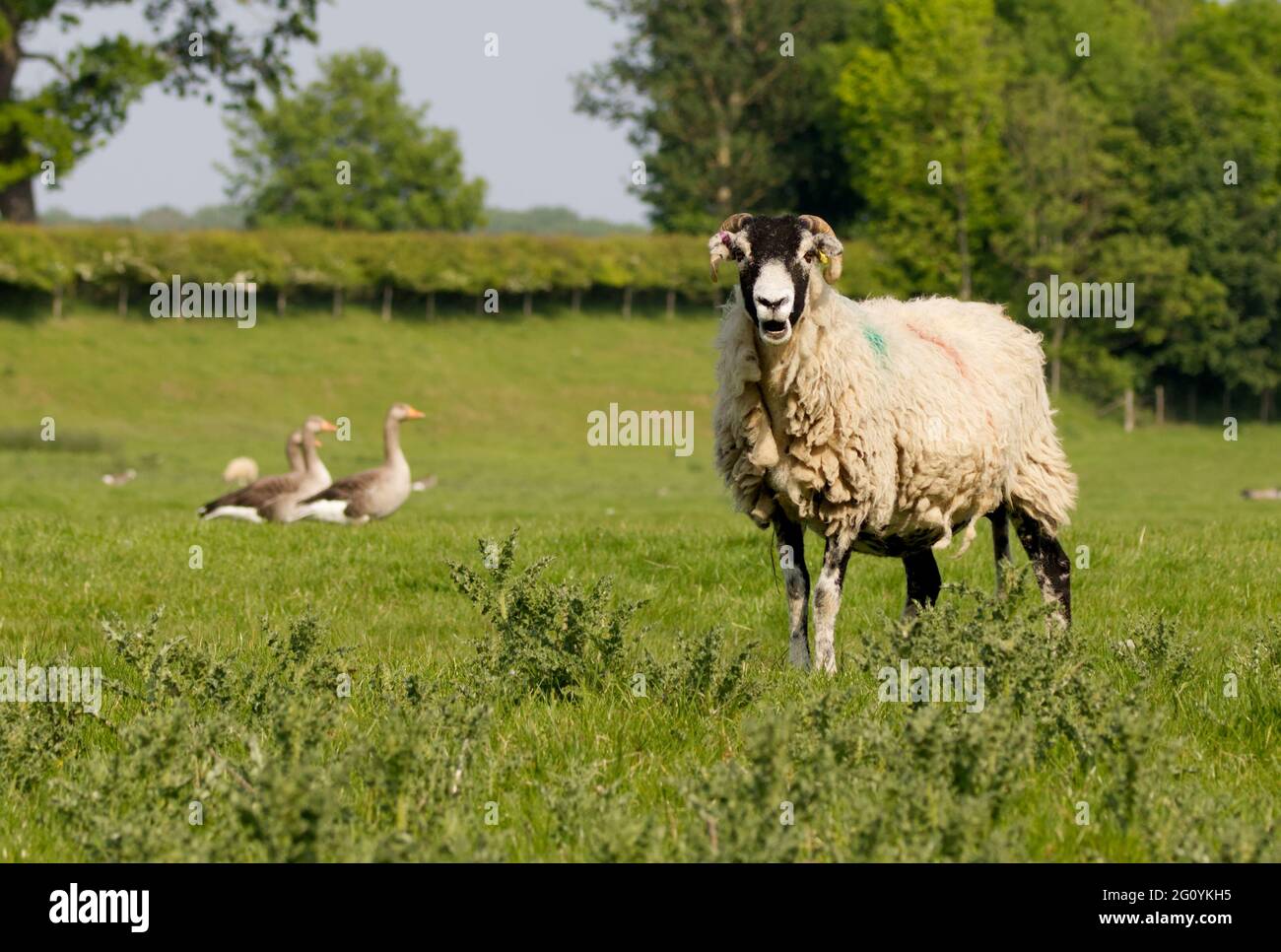 Foto von Schafen, die im Sommer auf einer Wiese grasen Stockfoto