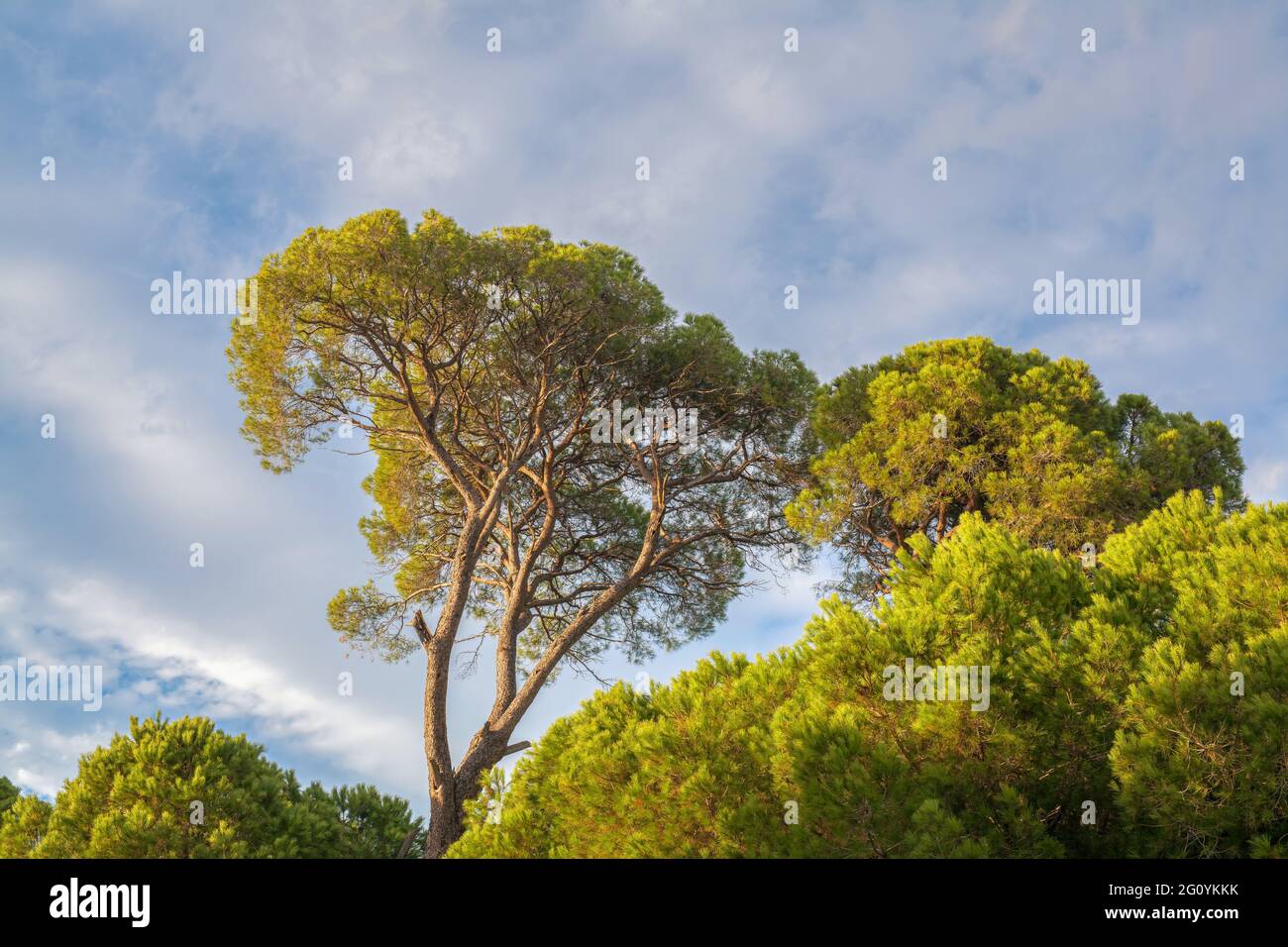 Zirbe im Wald an einem hellen Tag, Südküste der Türkei im Mittelmeer. Pinus pinea auch bekannt als Regenschirmkiefer oder Sonnenschirmkiefer kultiviert fo Stockfoto