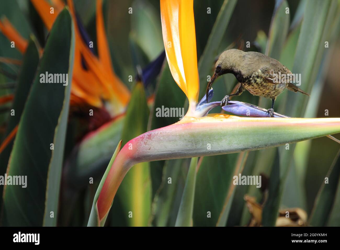 Amethyst-Sonnenvögel, die auf einem strelitzia-Flower thront. Stockfoto