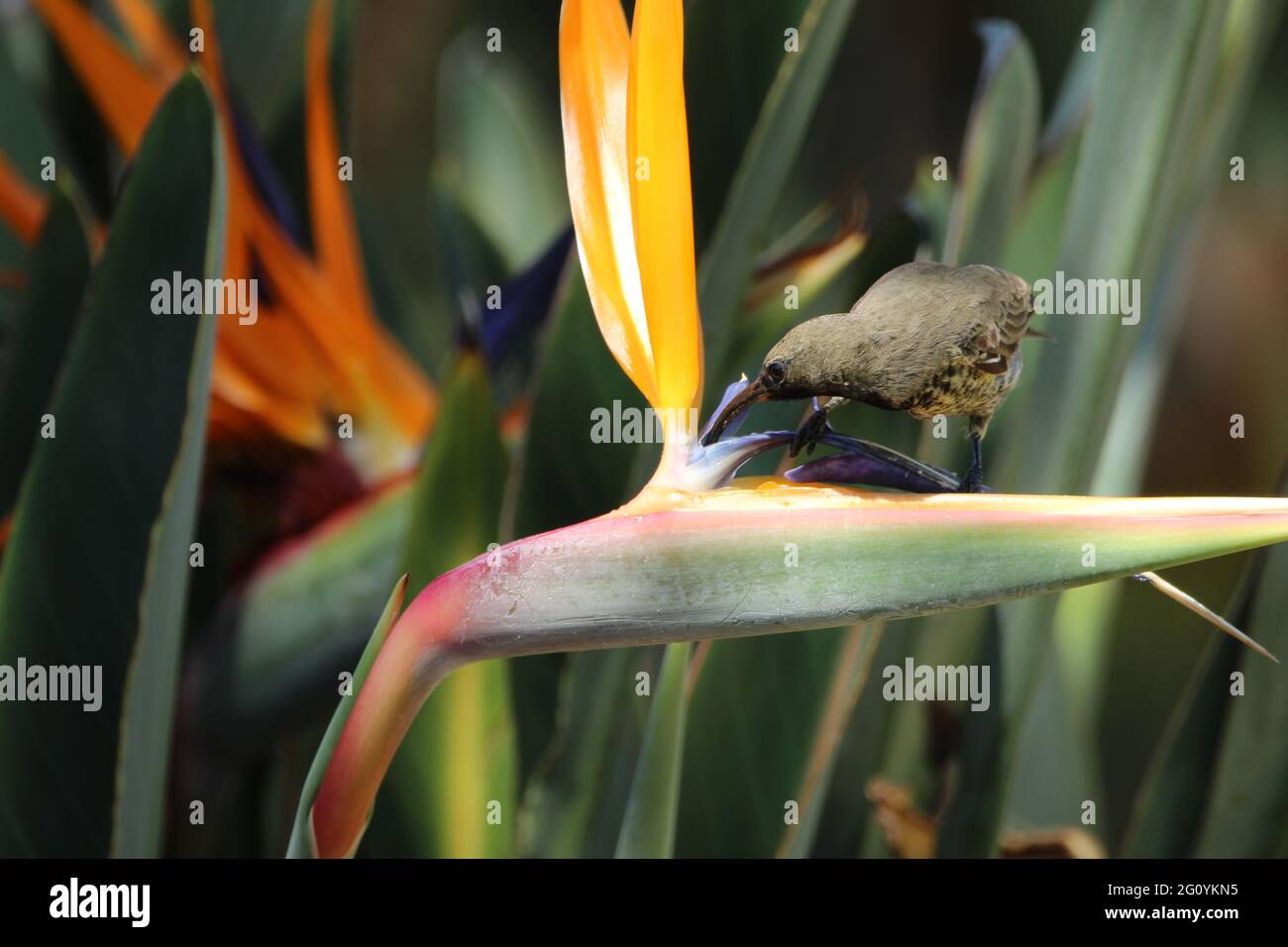 Amethyst-Sonnenvögel, die auf einem strelitzia-Flower thront. Stockfoto