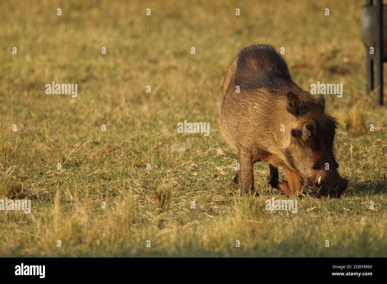 Warthog steht auf dem Gras. Stockfoto