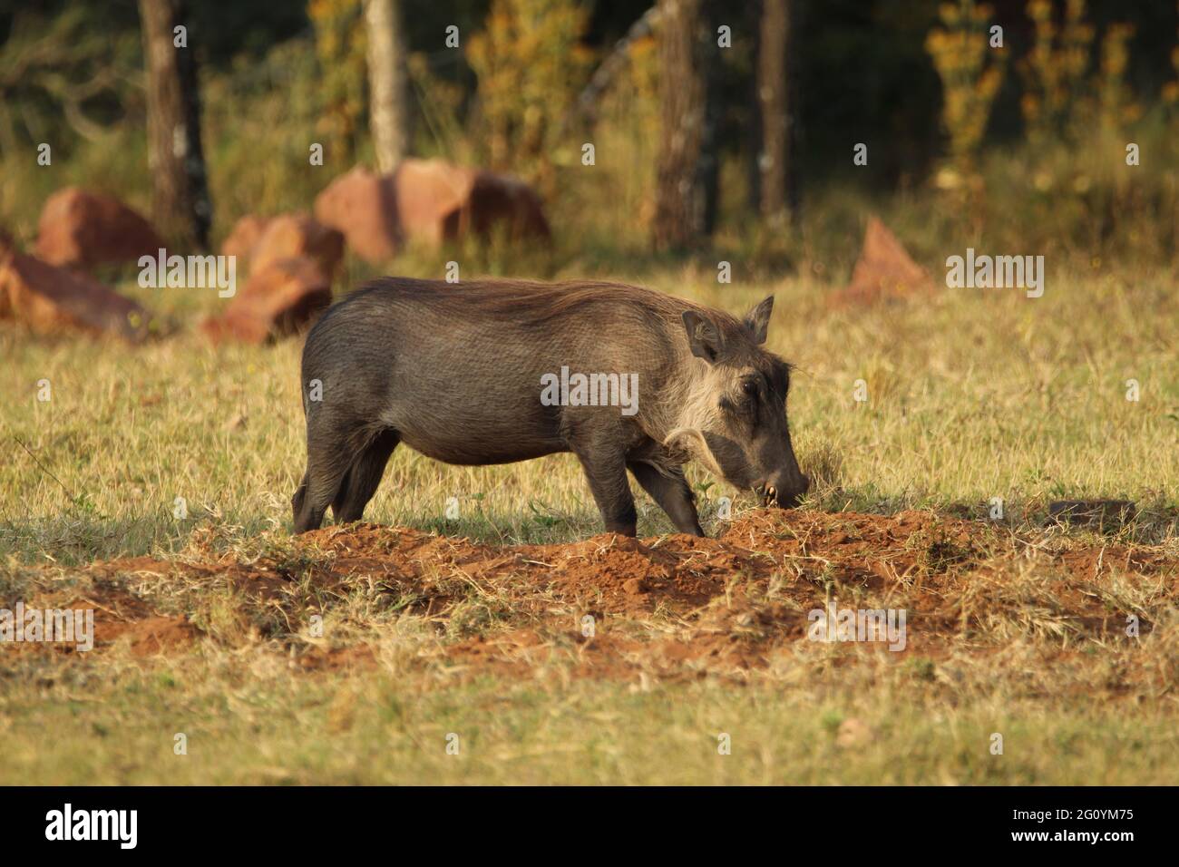 Warthog steht auf dem Gras. Stockfoto