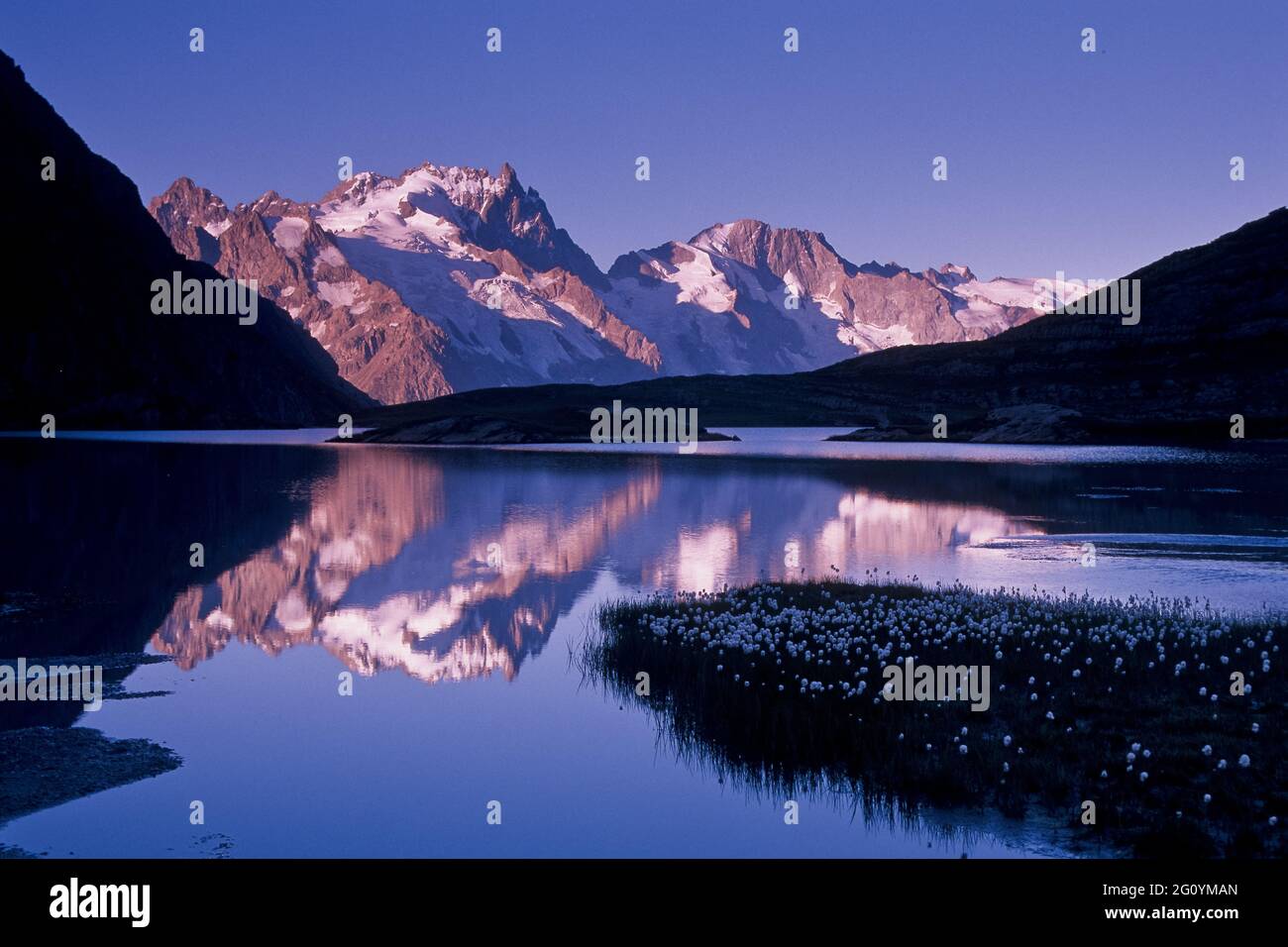 FRANKREICH. HAUTES-ALPES (05), NATIONALPARK ECRINS, TAL DER HAUTE-ROMANCHE, DORF LA GRAVE, ERIOPHORUM (BAUMWOLLGRAS, BAUMWOLLGRAS ODER COTTONS Stockfoto