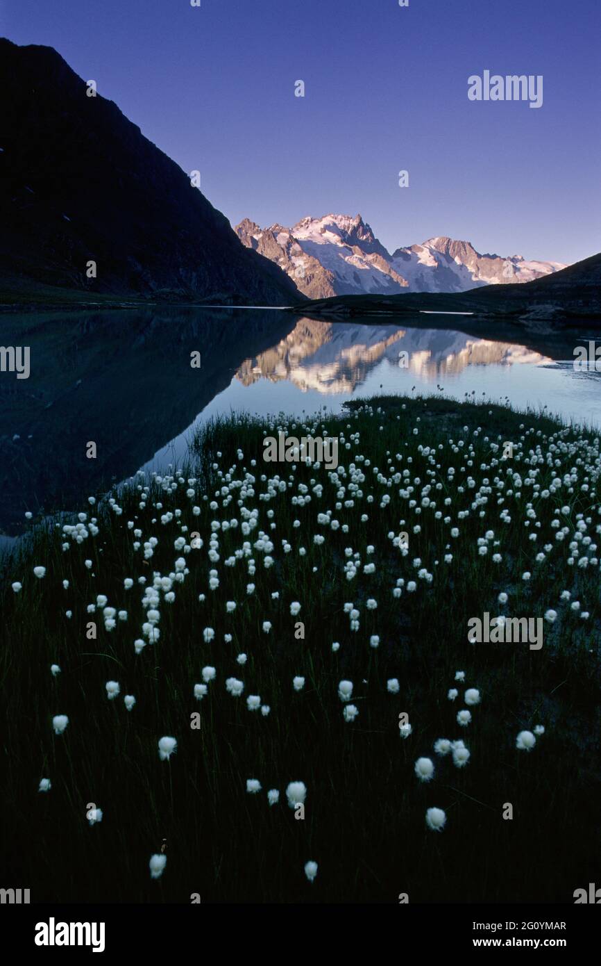 FRANKREICH. HAUTES-ALPES (05), NATIONALPARK ECRINS, TAL DER HAUTE-ROMANCHE, DORF LA GRAVE, ERIOPHORUM (BAUMWOLLGRAS, BAUMWOLLGRAS ODER COTTONS Stockfoto