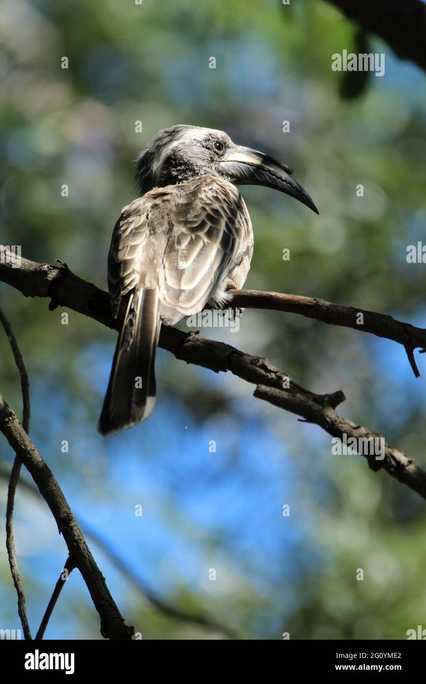 Grauer Hornschnabel thront auf einem Ast. Stockfoto