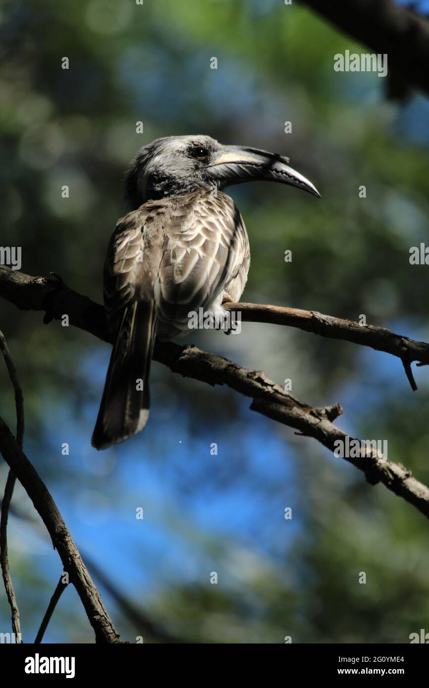 Grauer Hornschnabel thront auf einem Ast. Stockfoto