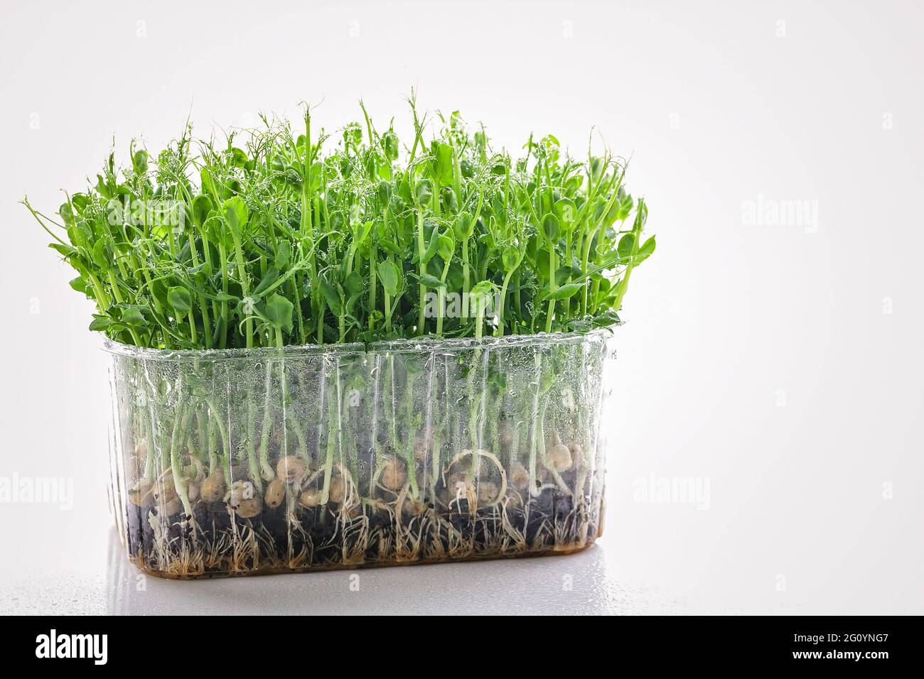 Microgreens aus grünen Erbsen. Bio-Lebensmittel für einen gesunden Lebensstil. Spurenelemente und Vitamine für Ihre Gesundheit. Super Essen. Ernährung und gesunde Ernährung. Whi Stockfoto