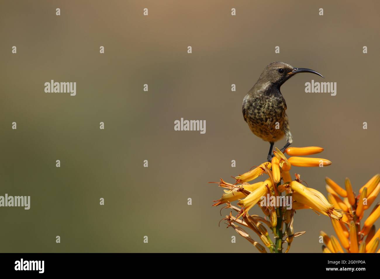 Amethyst-Sonnenvögel thronten auf einem Aloe-Blütenzweig. Stockfoto