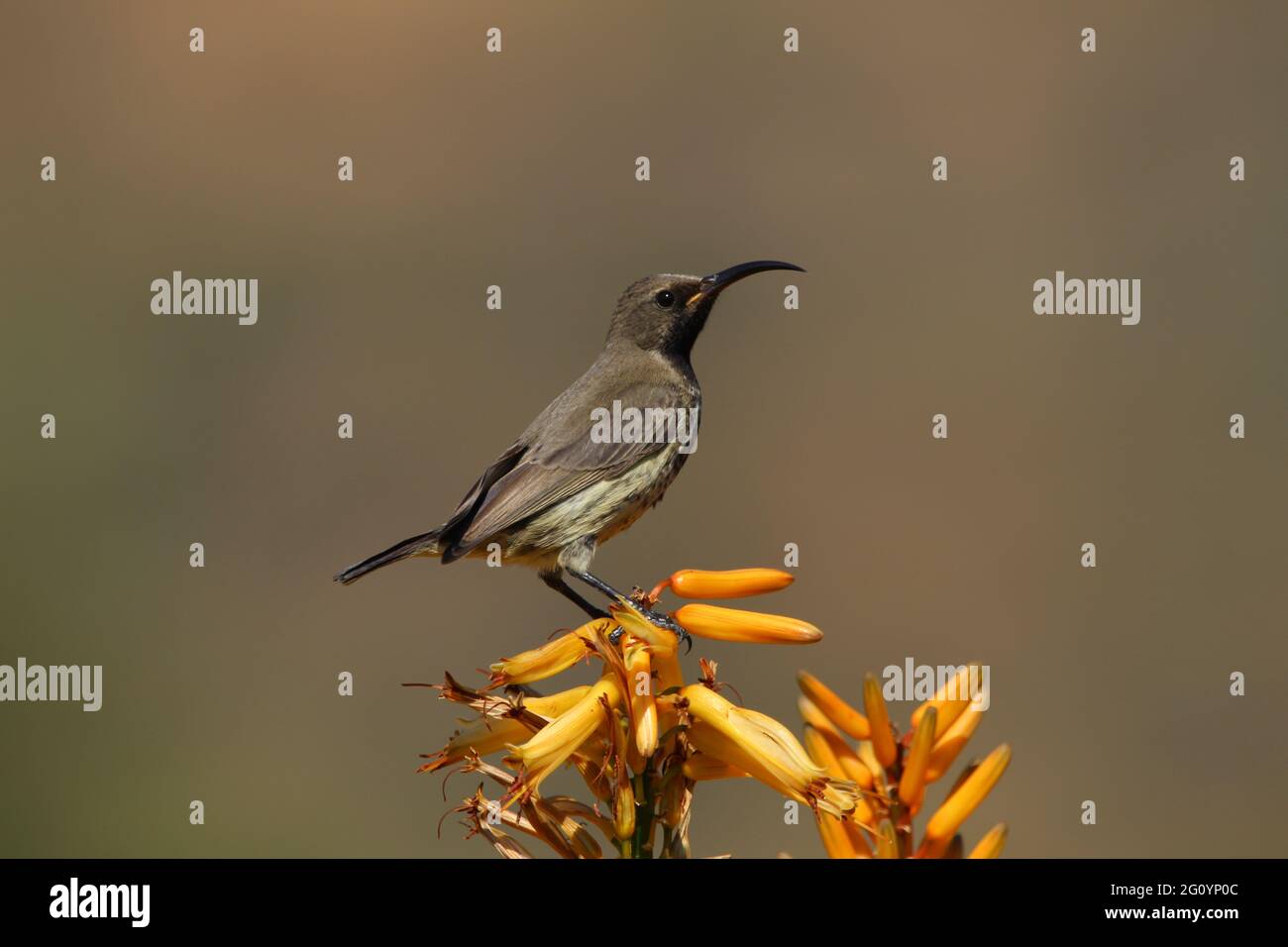 Amethyst-Sonnenvögel thronten auf einem Aloe-Blütenzweig. Stockfoto