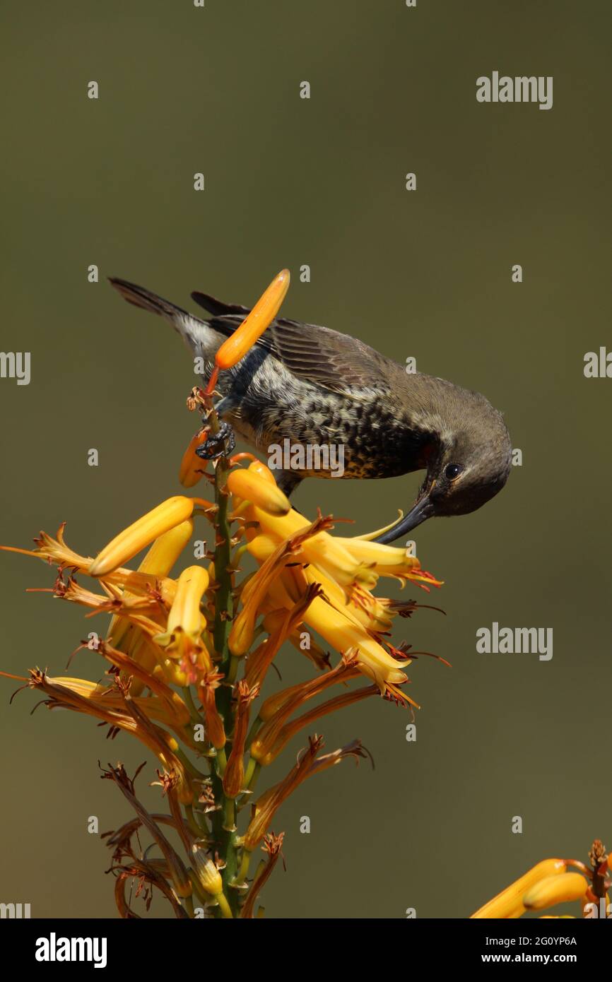 Amethyst-Sonnenvögel thronten auf einer Aloe-Blume. Stockfoto