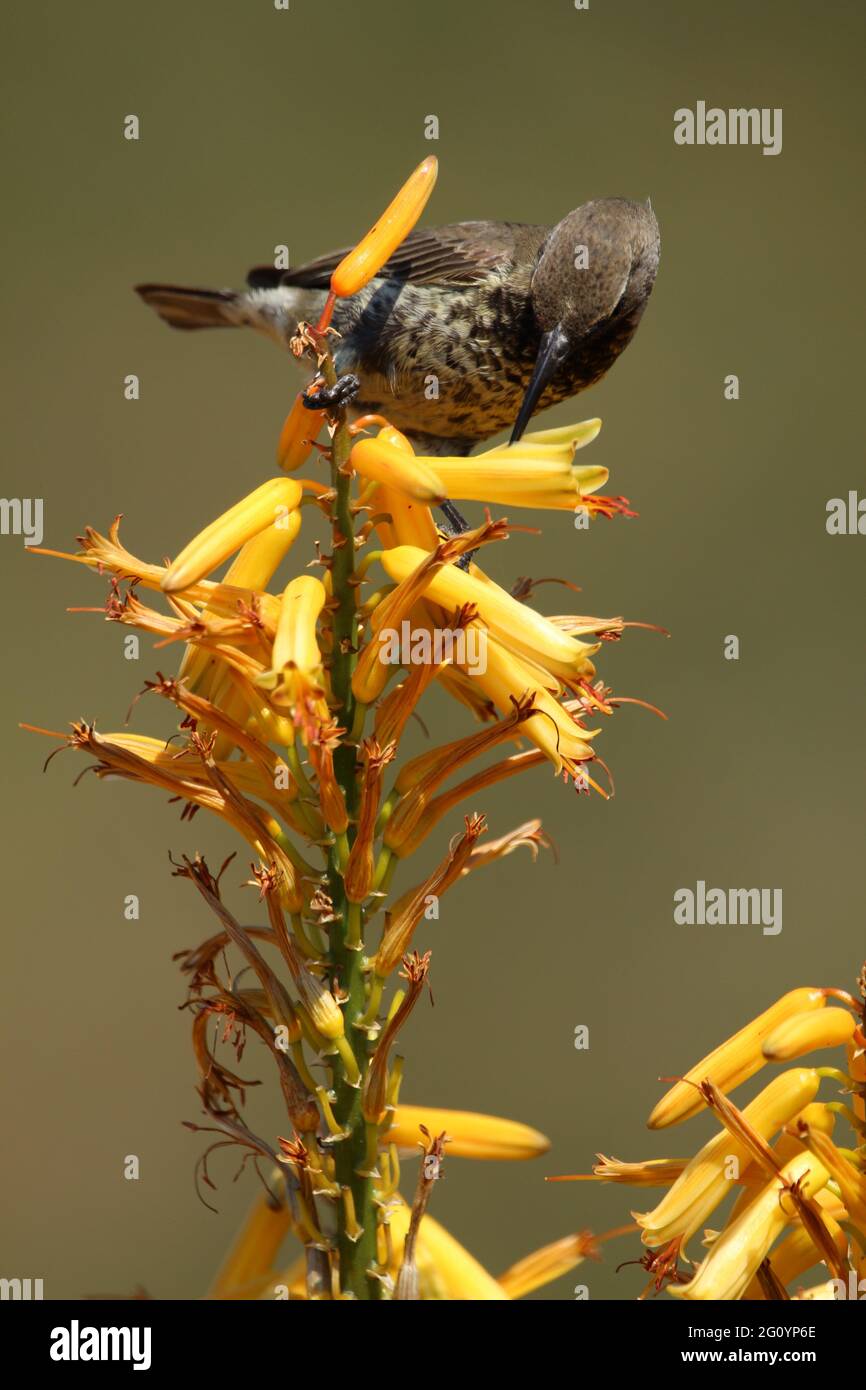 Amethyst-Sonnenvögel thronten auf einer Aloe-Blume. Stockfoto