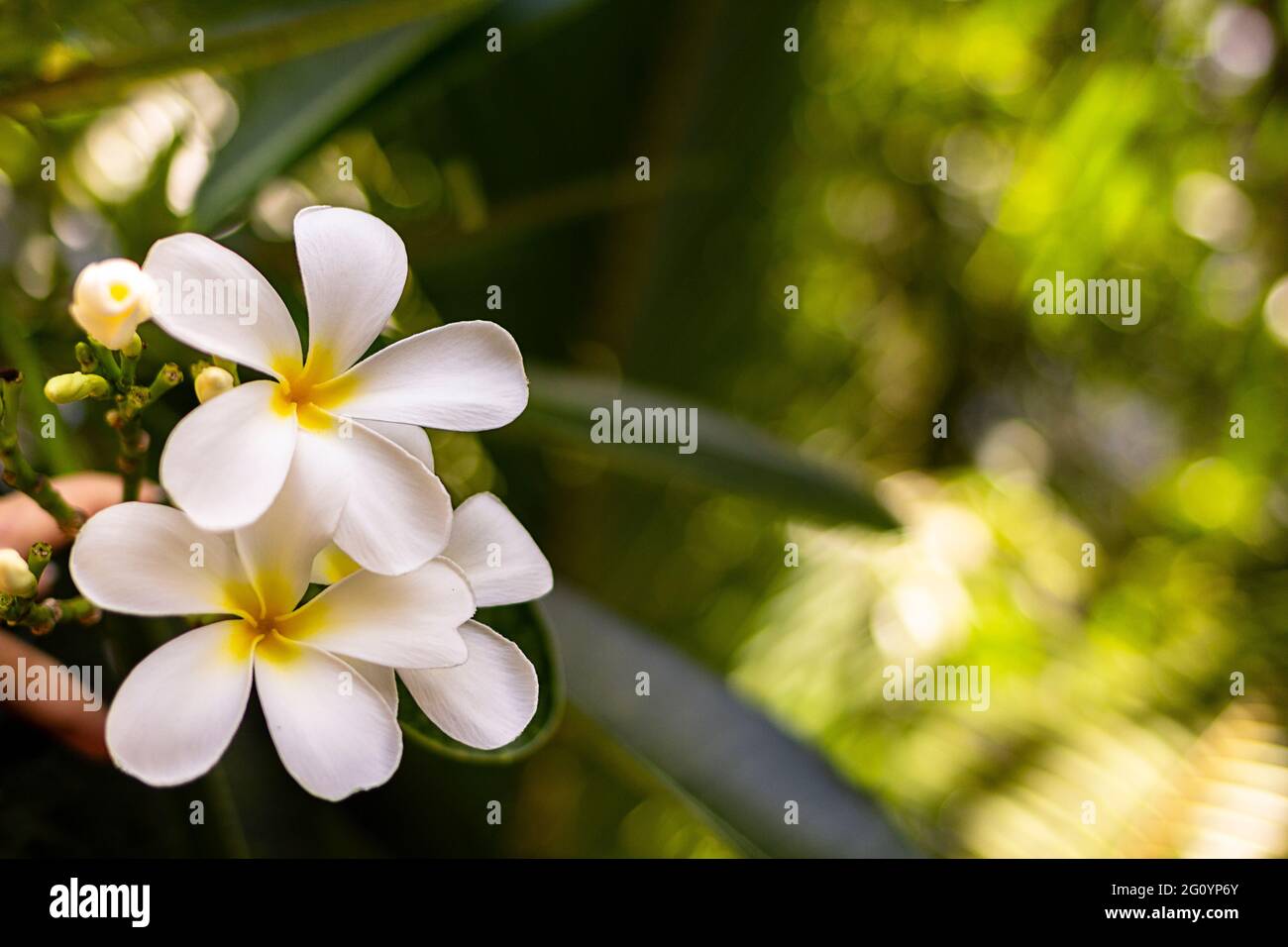 Plumeria, Frangipani ist eine duftende tropische Blume, die in tropischen Ländern beheimatet ist. Platz für Ihren Text. Stockfoto