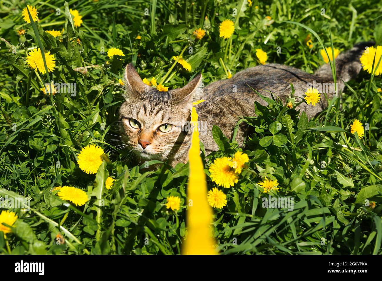 Gehen einer Hauskatze auf einem gelben Geschirr. Die gestromte Katze hat Angst vor draußen, versteckt sich im Gras mit Dandelionen, drückt seine Ohren. Lernen Sie Ihr Haustier Stockfoto