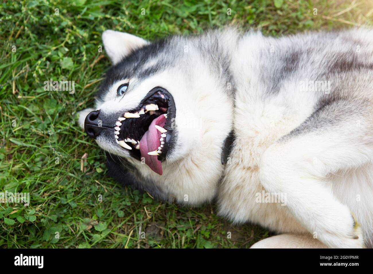 Kreuzung von siberian husky -Fotos und -Bildmaterial in hoher Auflösung ...