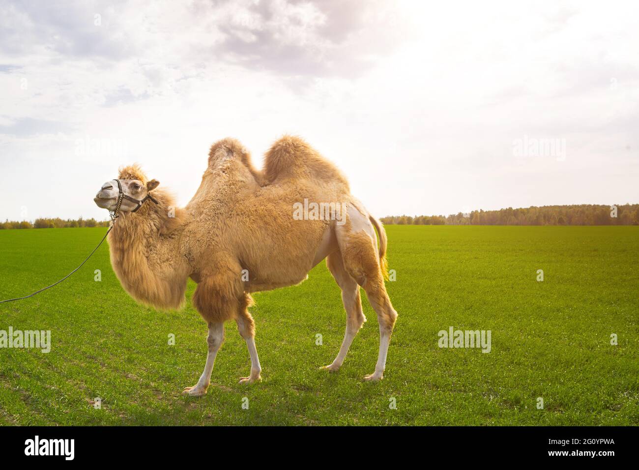 Ein rotes Kamel auf einem Bauernhof steht auf dem grünen Gras in einem Geschirr und kaut Dornen. Tierreiten, Zoo, Zucht, Unterhaltung für Touristen und Kinder. Stockfoto