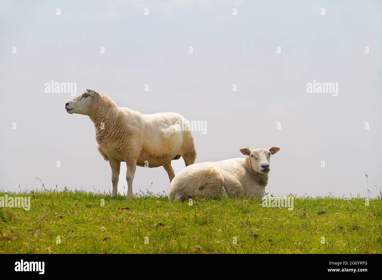 Zwei Schafe, der niederländischen Rasse Texel Schafe, auf dem grünen Hang eines Deiches unter einem blauen Himmel Stockfoto