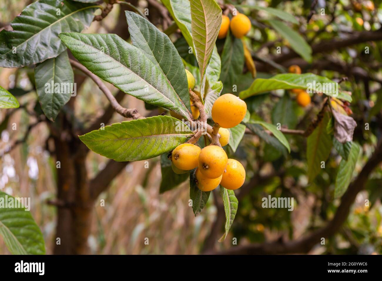 Ein Strauß von Loquat oder Mispel auf dem Baum (Eriobotrya japonica). Stockfoto