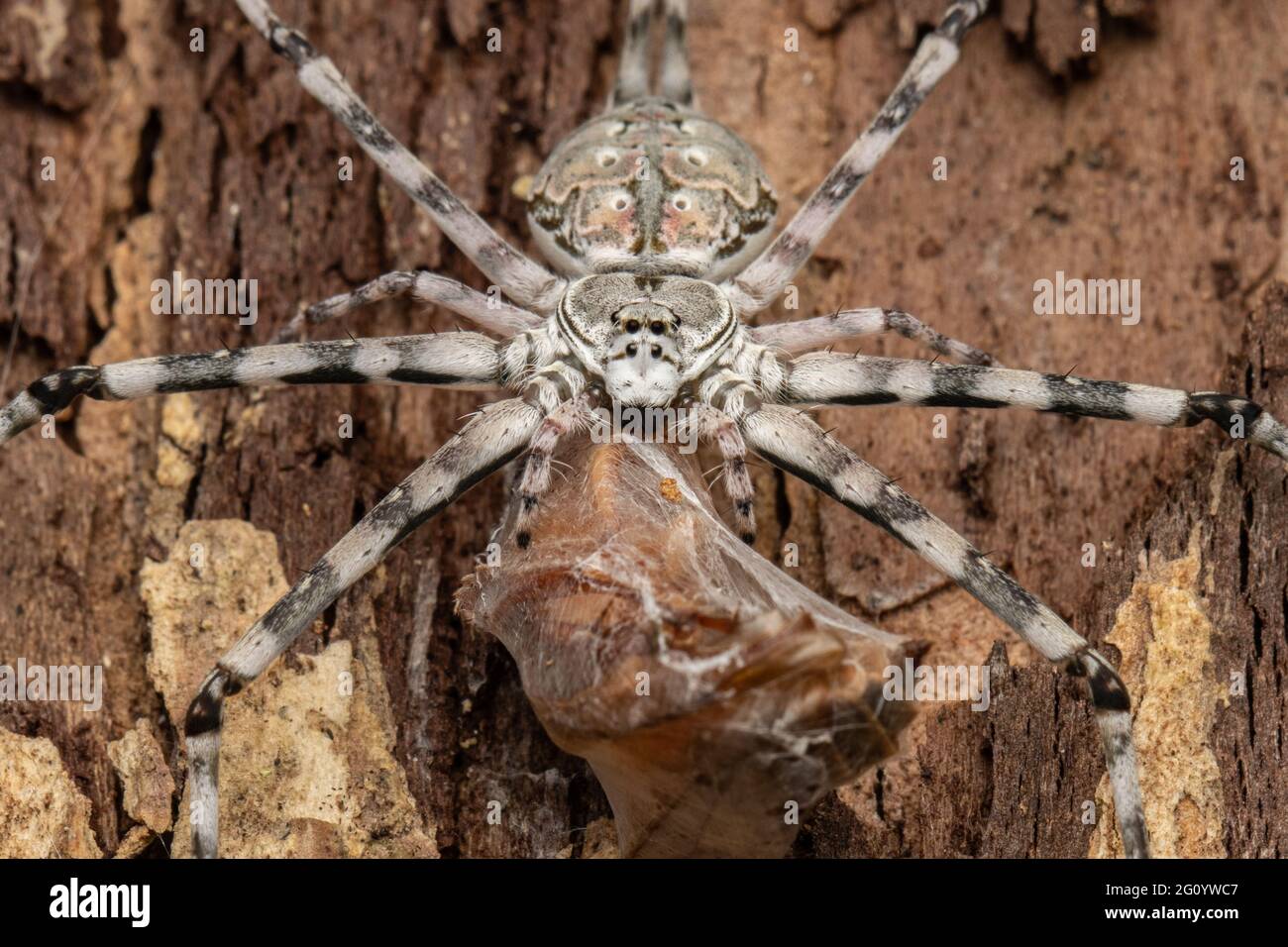 Gewöhnliche Zweischwanzspinne, die eine Mahlzeit genießt Stockfoto