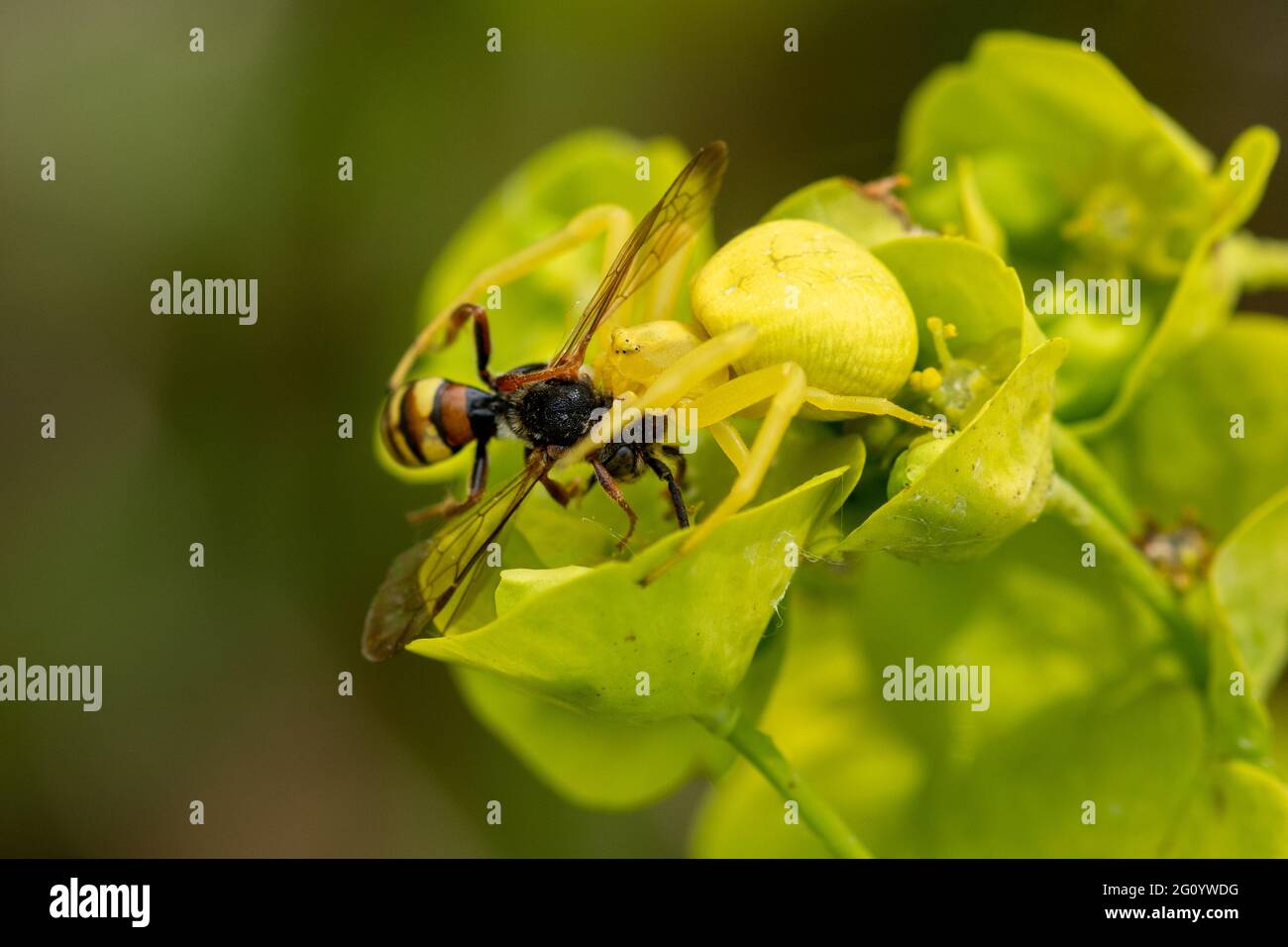 Blumenkrabbenspinne (Misumena vatia) nach dem Fang von Beute, einer einsamen Nomadenbiene, auf Holzspurgen, Großbritannien. Gelbe Spinne auf Blume getarnt. Stockfoto