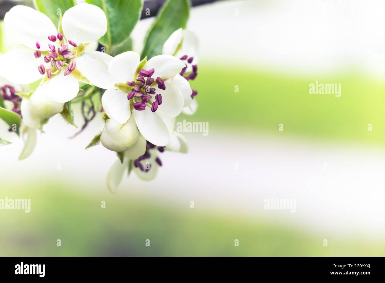Floraler Hintergrund von weißen Birnenblüten in weichem Fokus. Stockfoto