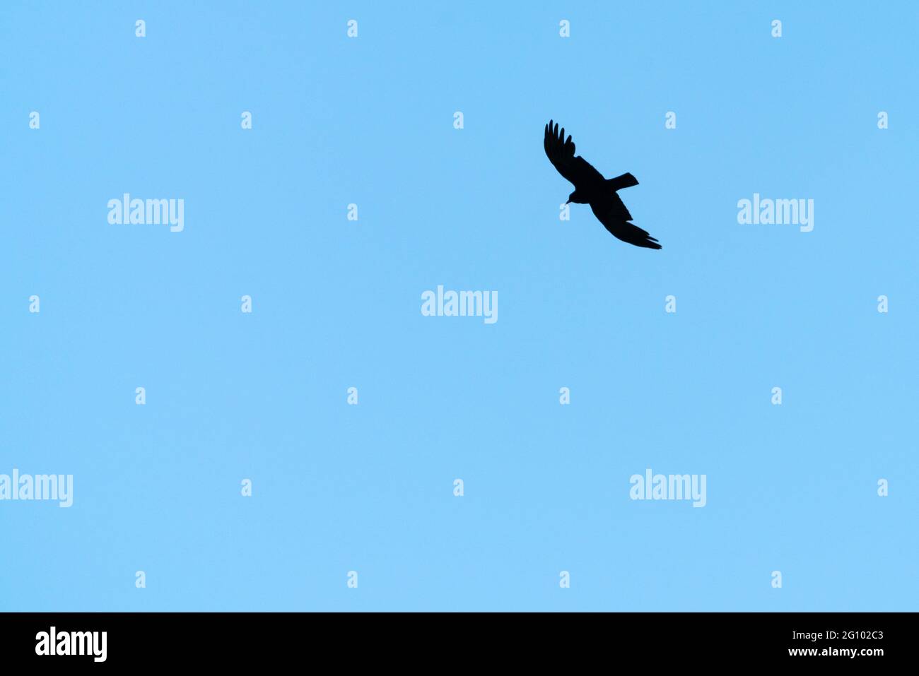 Silhouette eines fliegenden Vogels am blauen Himmel Stockfoto Silhouette eines fliegenden Vogels am blauen Himmel Stockfoto