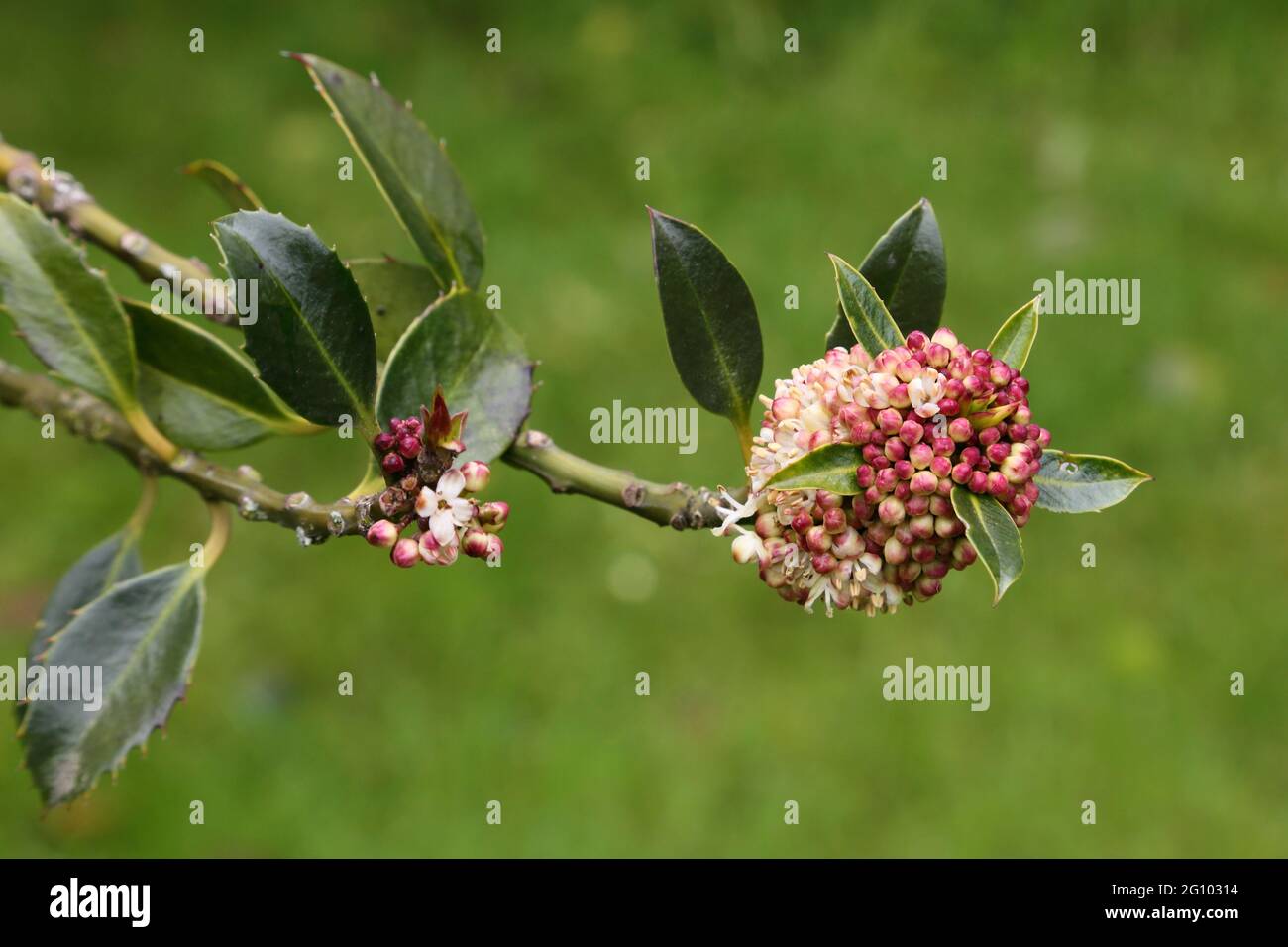 Blühender Gemeiner Stechpalme, Ilex Aquifolium Stockfoto