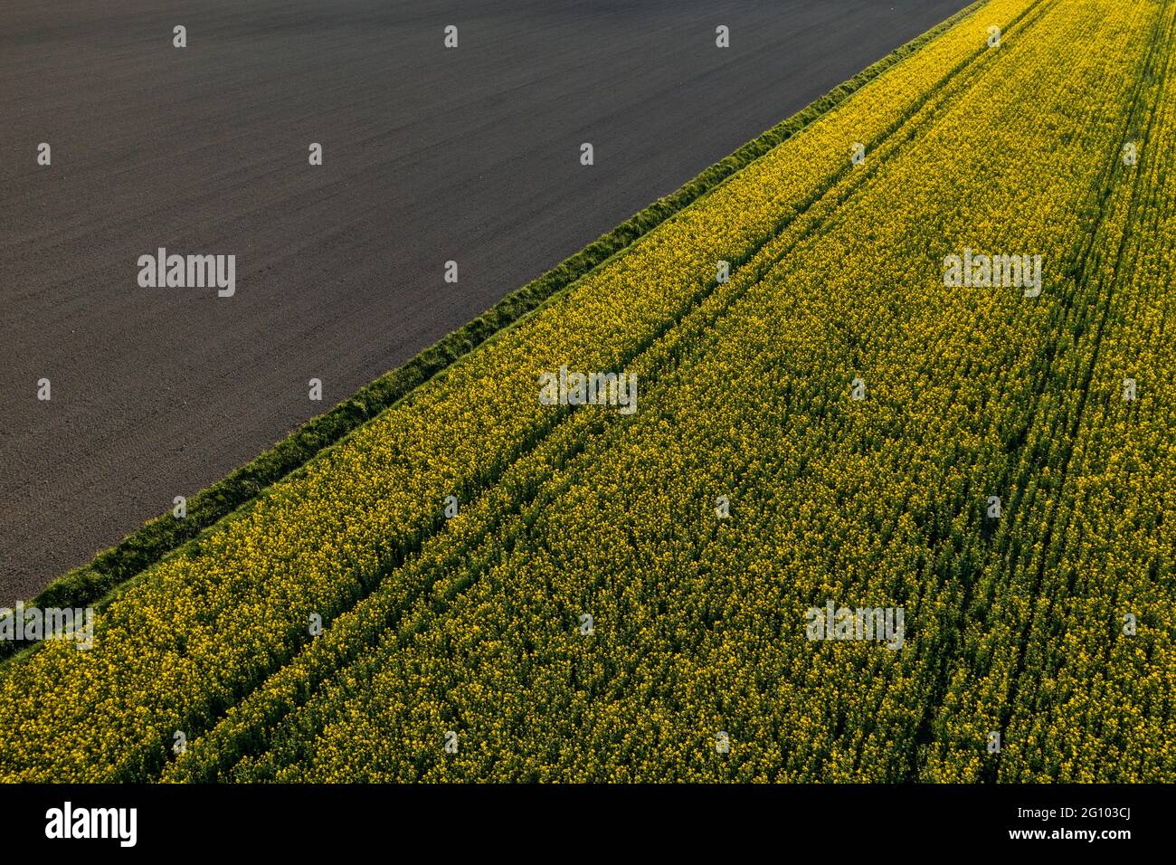 Blühende Brassica Rapa Pflanze. Rapsöl wird aus seinen Samen hergestellt. Stockfoto