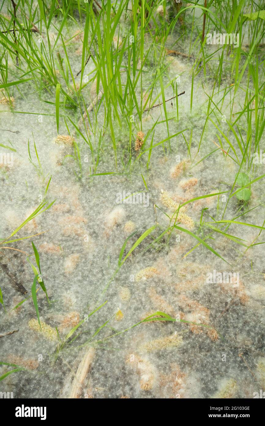 weidenkätzchen im Teppich aus Samen und Gras auf dem Boden, Salix sp, unter Weidenbäumen, Juni, Großbritannien, Stockfoto