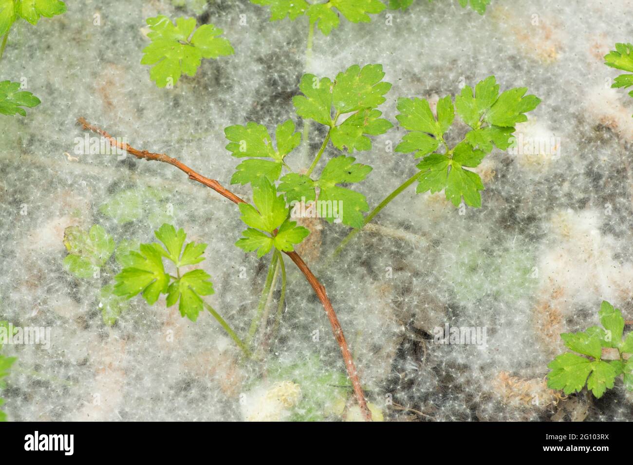 Teppich aus Samen von Weidenkätzchen, Salix sp, unter Weidenbäumen, Juni, Großbritannien, Stockfoto