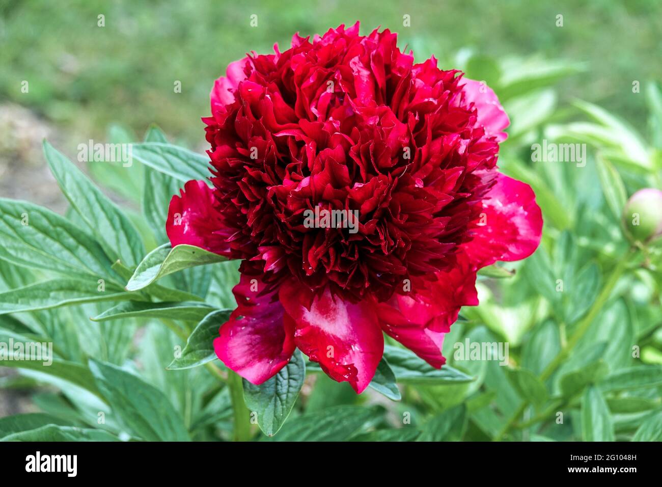 Pfingstrose „Roter Charme“ Schüssel mit großer Blume Tiefrote Blüten Pfingstrose Roter Charme Blume Pfingstrose blühende Blüten Frühling Gartenblumen blühende Paeonia Roter Charme Stockfoto