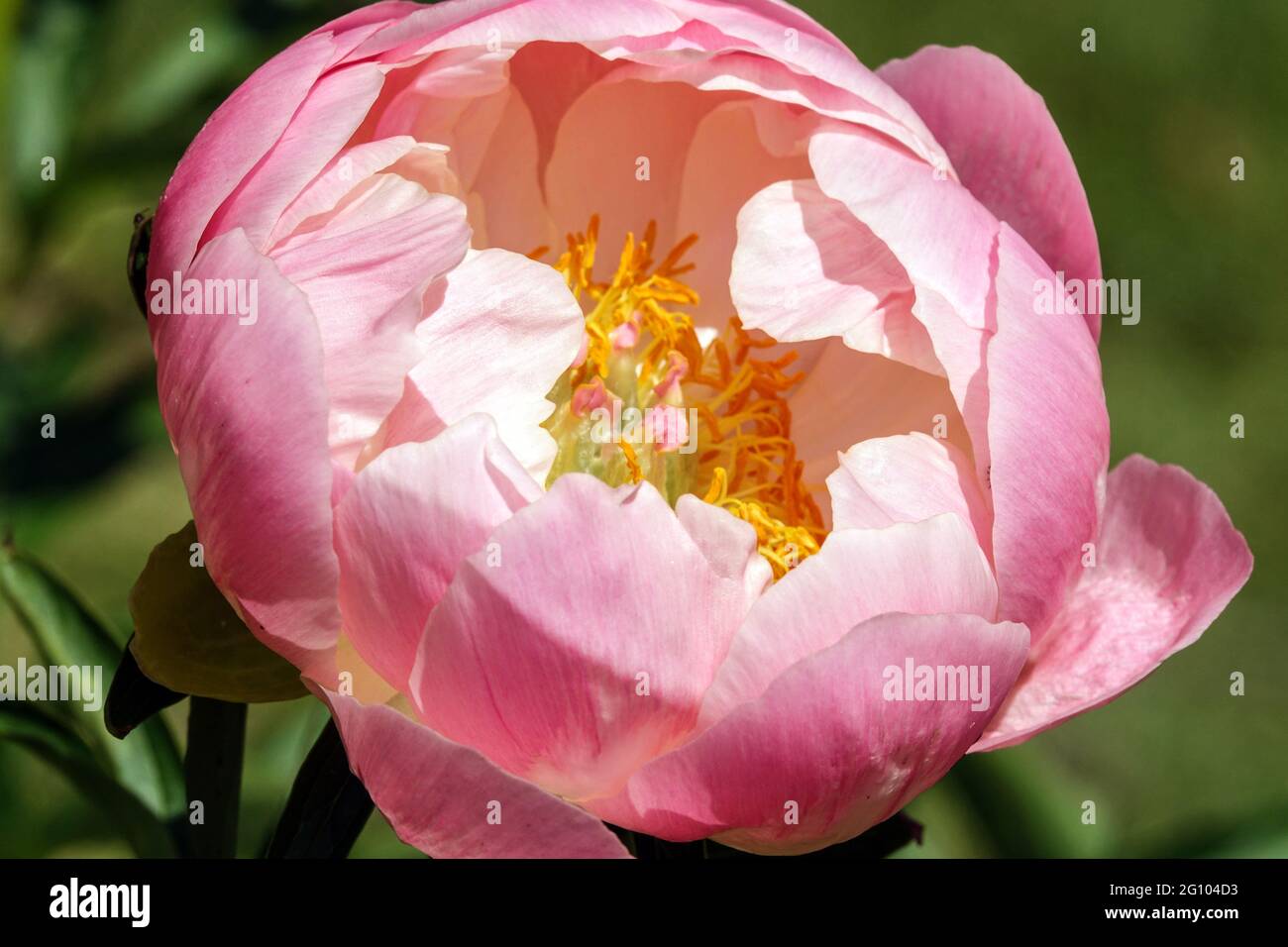 Lachsfarbe Pfingstrose Abalone Perle, Schönheit eine Schale mit großen rosa Blütenblättern Stockfoto
