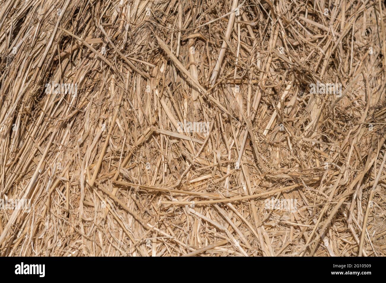 Nahaufnahme der Strohstruktur des runden Heuballen, der aufgebrochen wurde. Zeigt Schichten von komprimiertem Stroh. Für Tierfutter, Landwirtschaft und Landwirtschaft in Großbritannien. Stockfoto