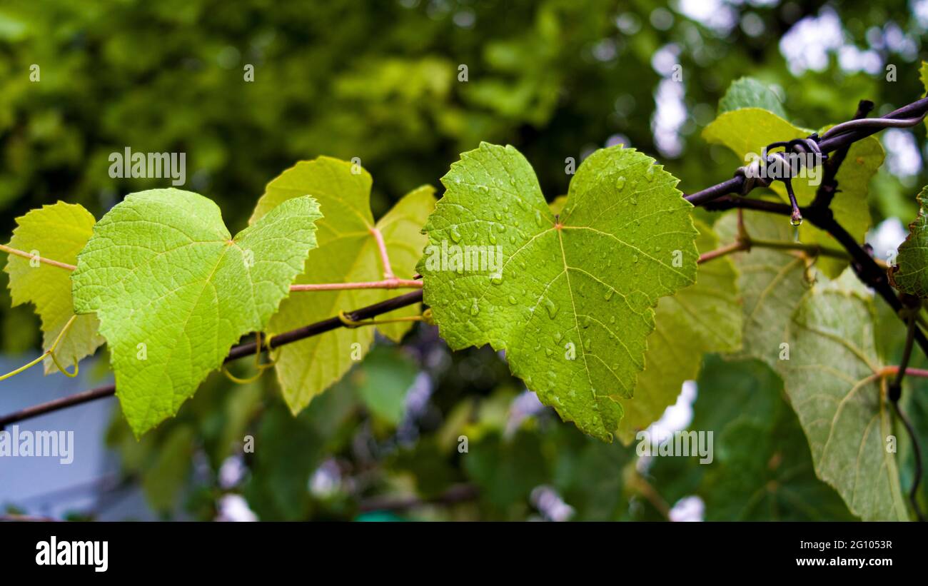 Regentropfen auf den Blättern der Trauben. Nahaufnahme einer wachsenden Weinrebe mit Sonnenstrahl. Stockfoto