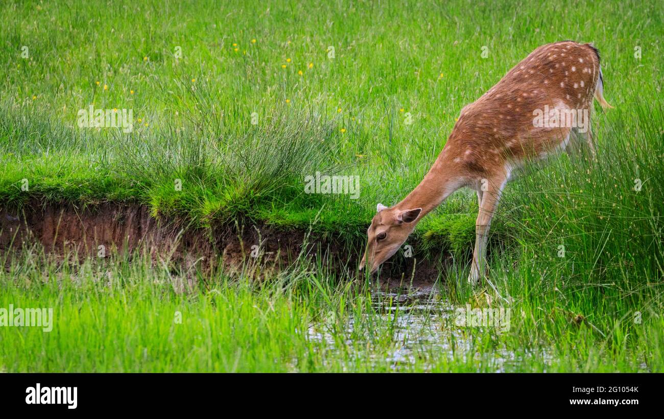 Damwild Weibchen (dama dama) oder Rehe, trinken aus Wasserpfütze in langem Gras, Deutschland Stockfoto Damwild Weibchen (dama dama) oder Rehe, trinken aus Wasserpfütze in langem Gras, Deutschland Stockfoto