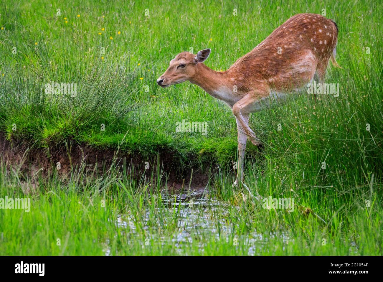 Damwild Weibchen (dama dama) oder Rehe, trinken aus Wasserpfütze in langem Gras, Deutschland Stockfoto Damwild Weibchen (dama dama) oder Rehe, trinken aus Wasserpfütze in langem Gras, Deutschland Stockfoto
