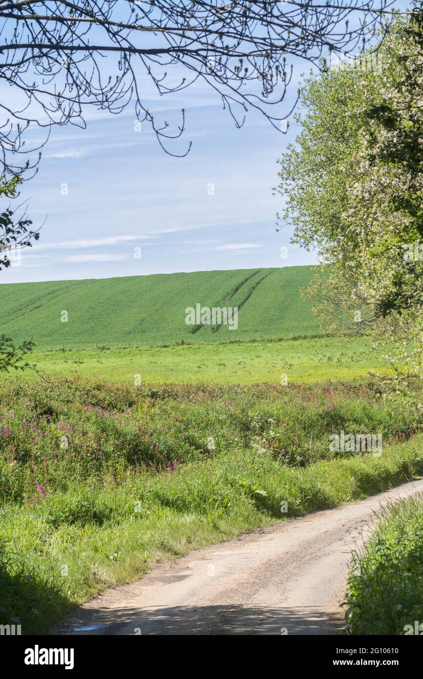 Ackerbau wächst in weiter Ferne, gesehen von einer Landstraße in Cornwall, England. Für Landwirtschaft und Landwirtschaft Großbritannien, ländliches England, grünere Weiden. Stockfoto