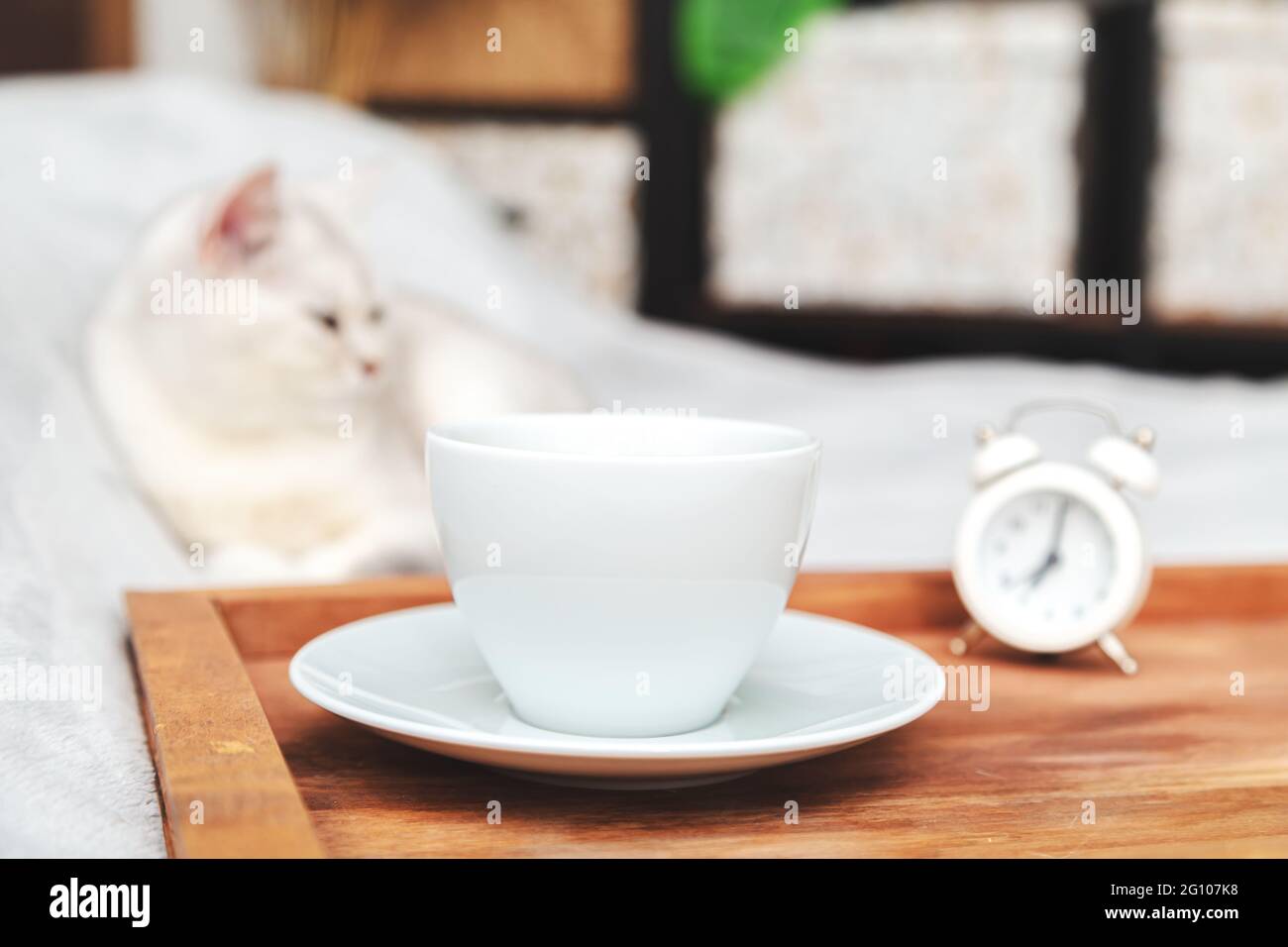 Faule weiße britische Katze schläft auf dem Bett. Neben dem Tablett mit einer Tasse Kaffee und Wecker. Am frühen Morgen. Selektiver Fokus. Stockfoto