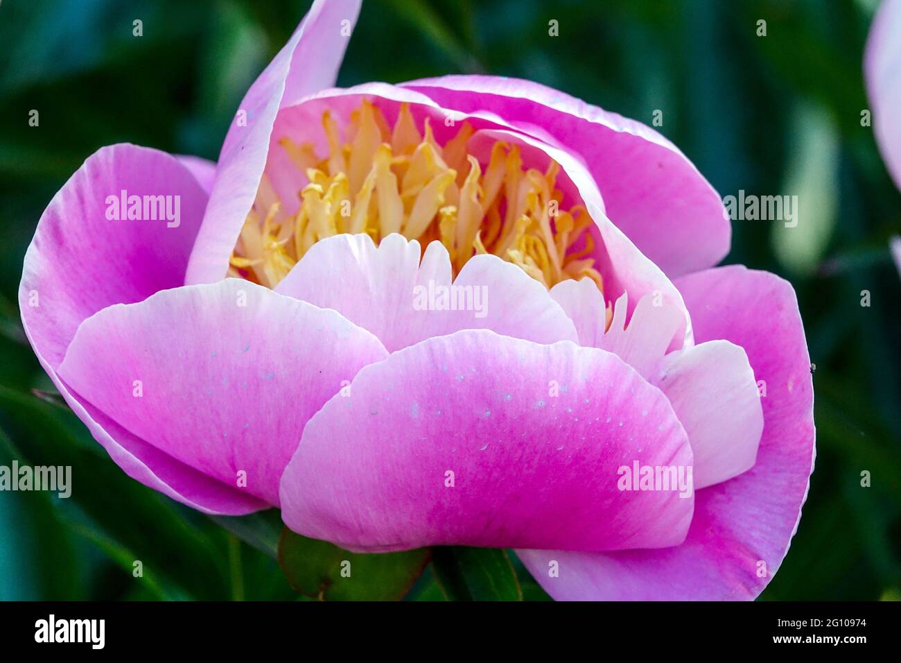 Schönheit lebendige Blume Pink Peony Glanz von Licht, Cup-förmige Schüssel schön blühend Stockfoto