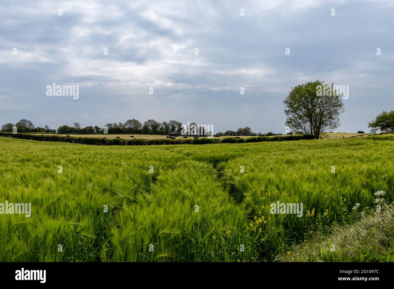 Getreidekulturen, die an einem frühen Sommertag in Sussex wachsen Stockfoto