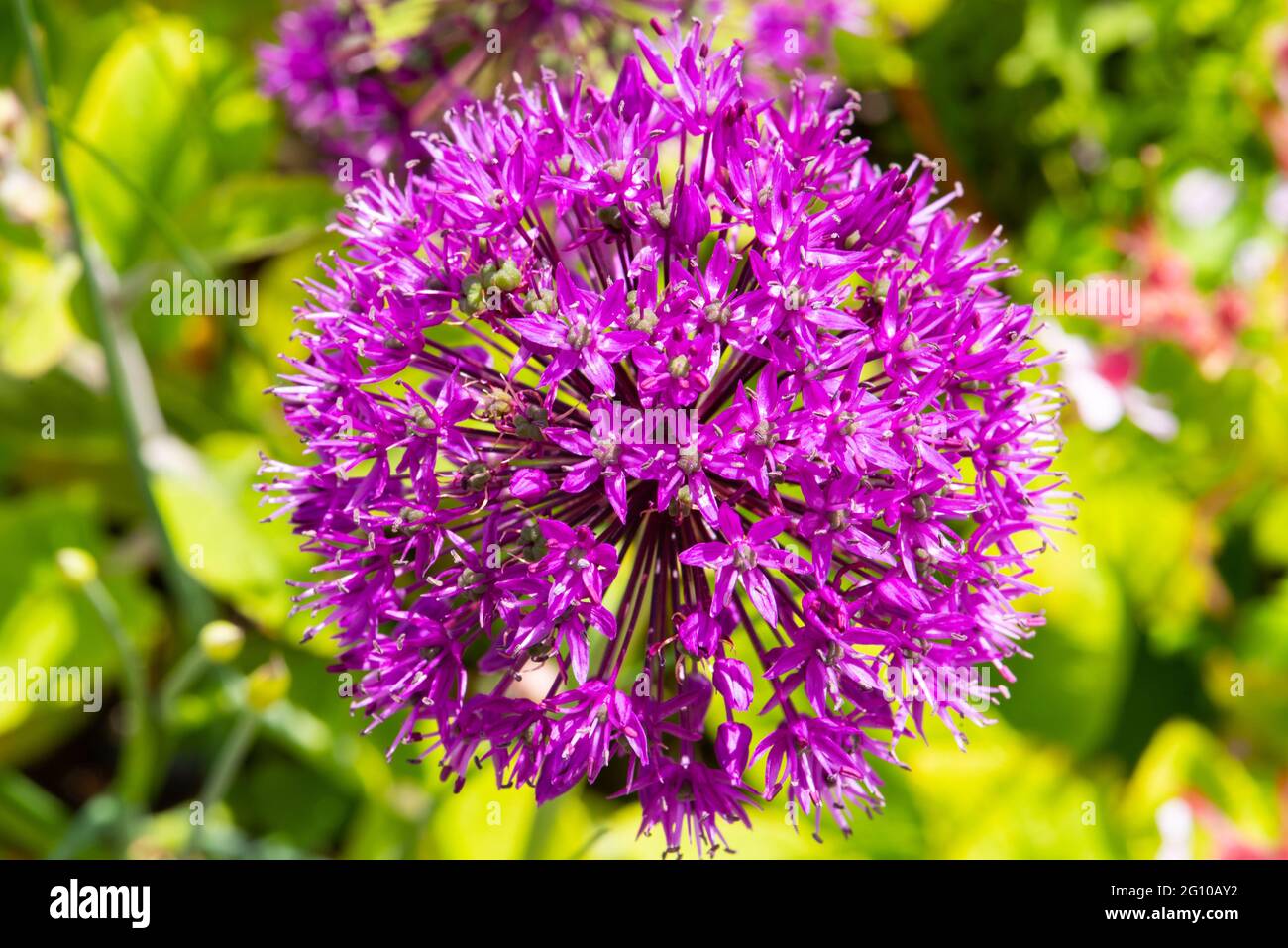 Allium in voller Blüte Nummer 3980 Stockfoto