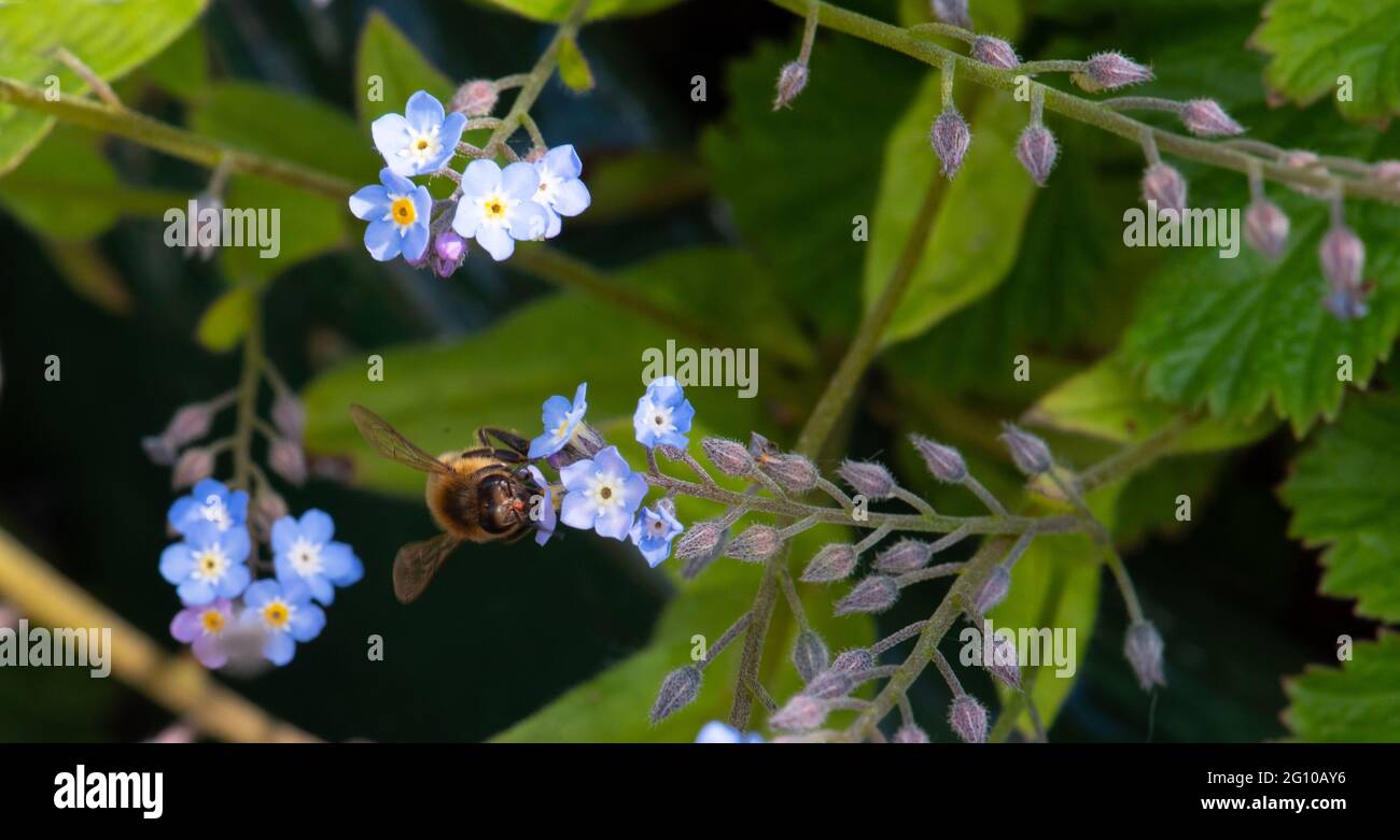 Wasser Vergiss mich nicht Zahl Stockfoto
