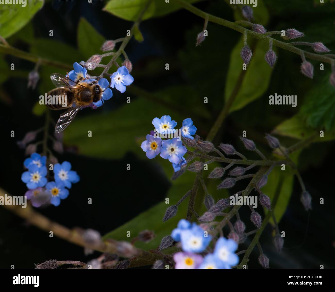 Wasser Vergiss mich nicht Nummer 3984 Stockfoto