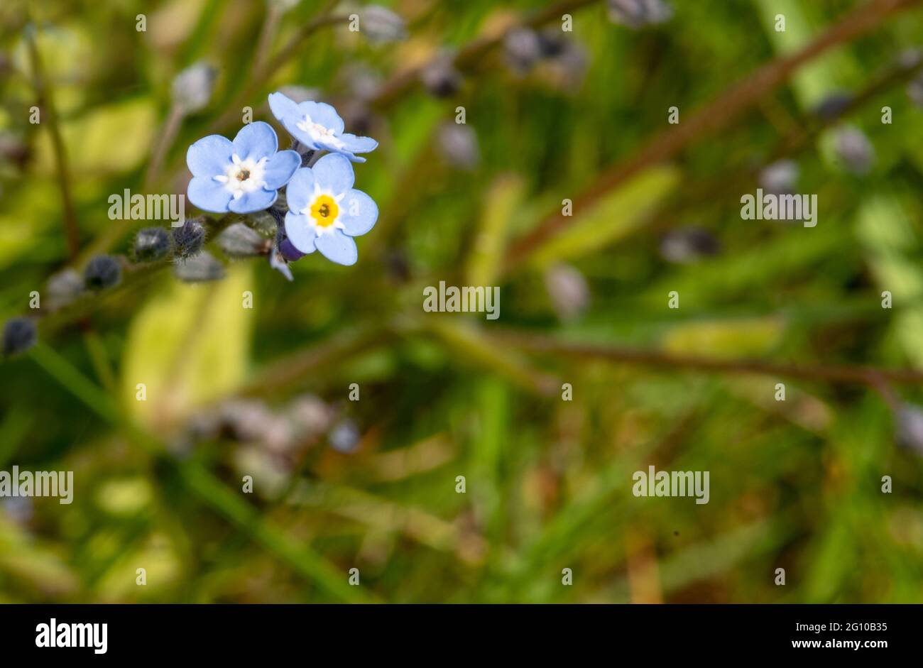 Wasser Vergiss mich nicht Nummer 3985 Stockfoto